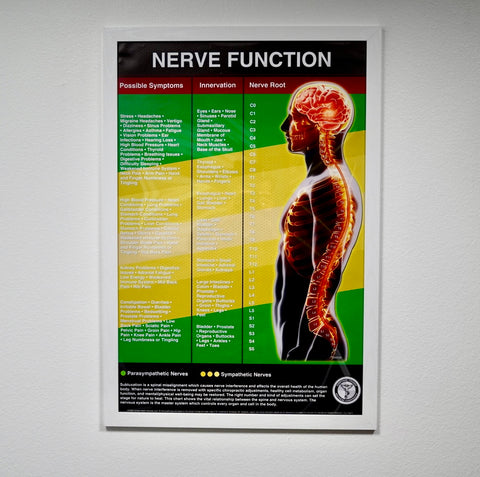 Nerve Function Poster